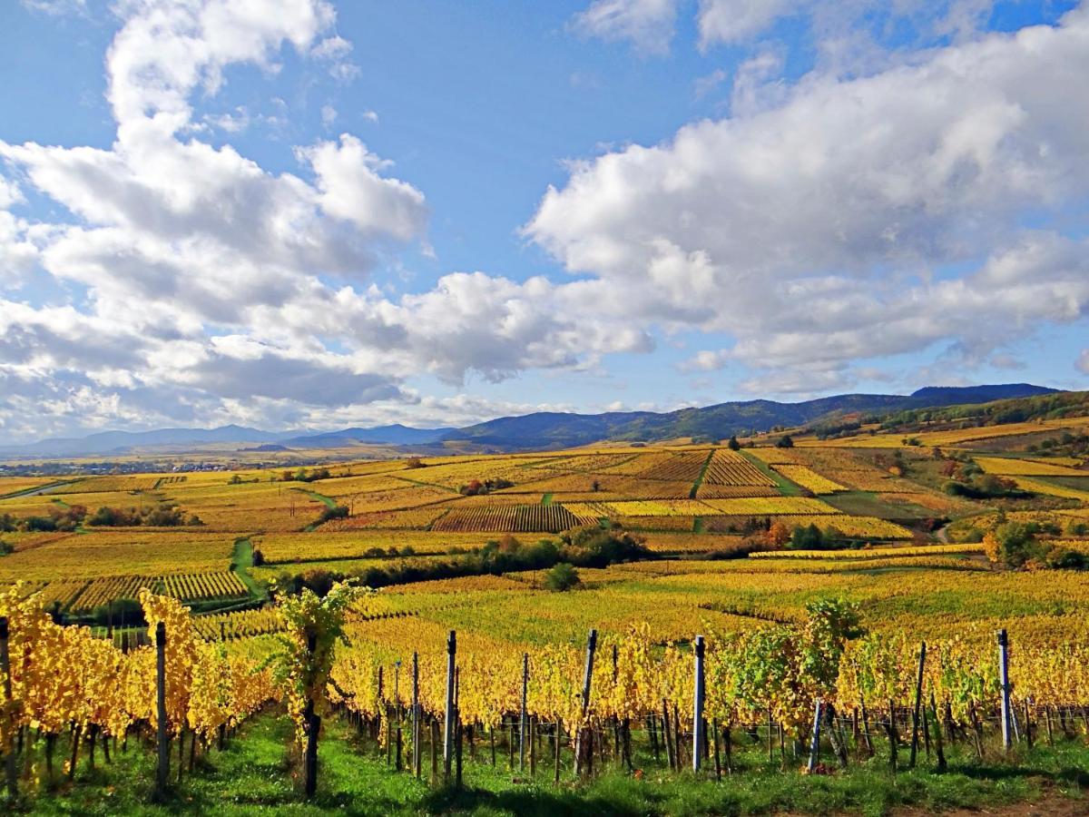 Appartamento Au Coeur Des Vignes Bergheim Esterno foto