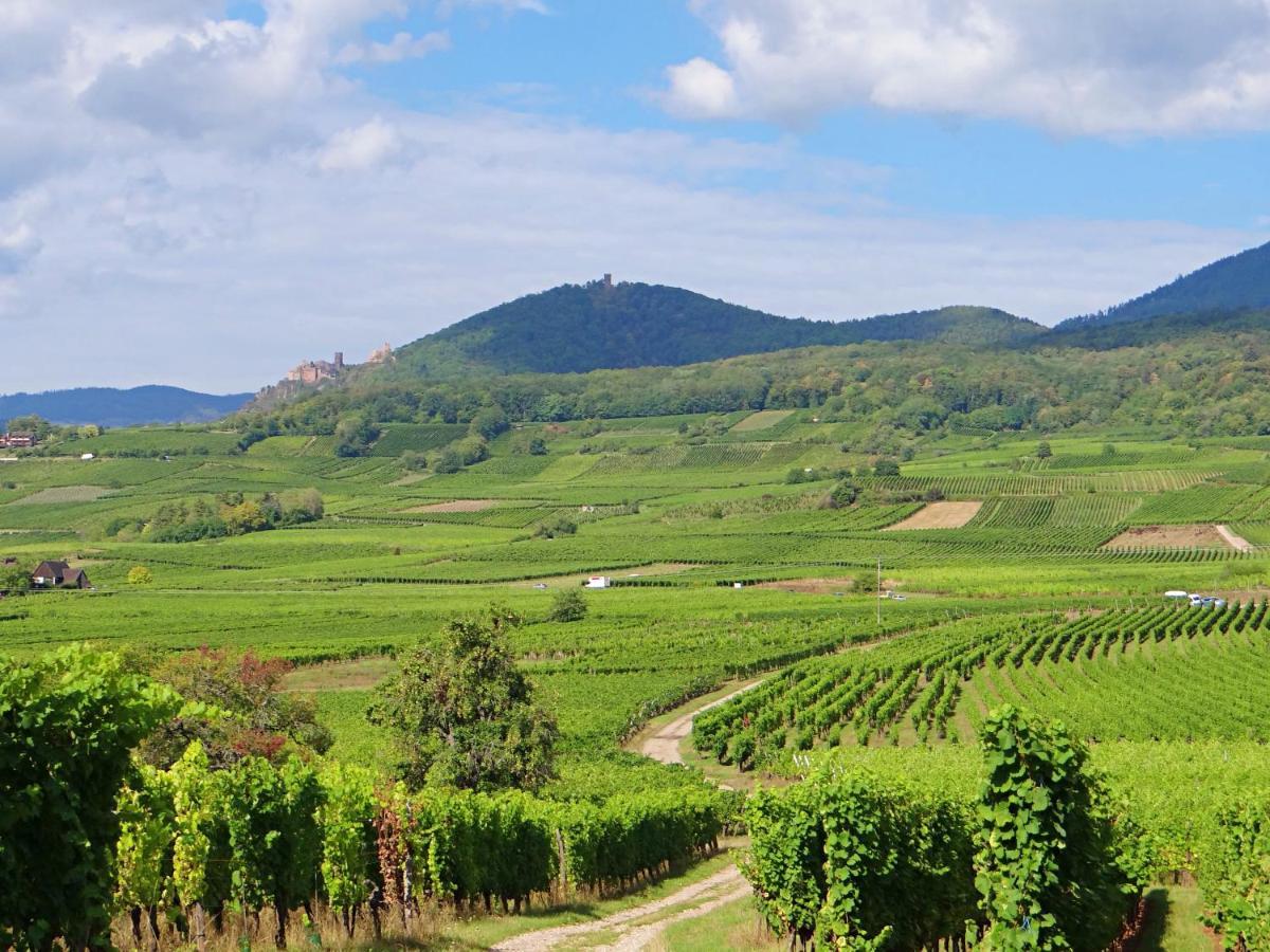 Appartamento Au Coeur Des Vignes Bergheim Esterno foto