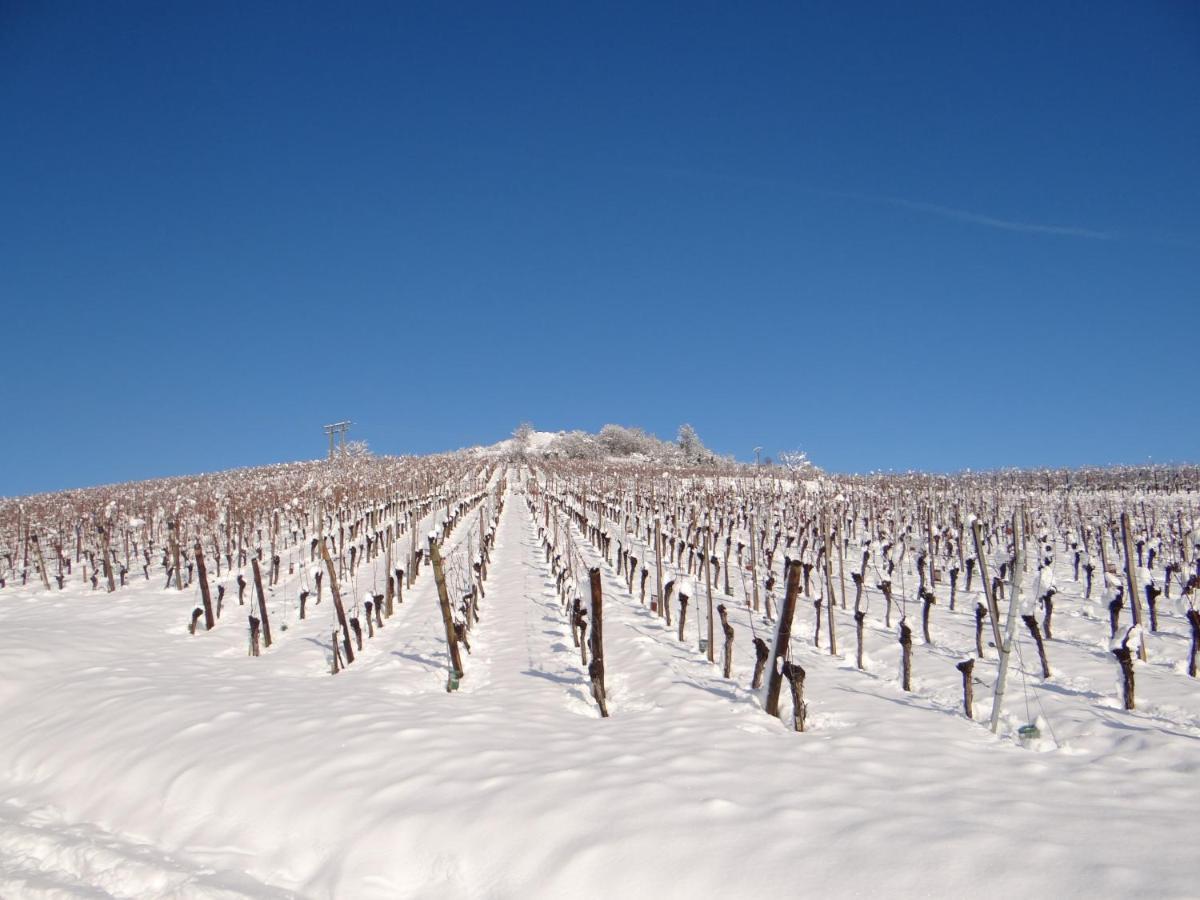 Appartamento Au Coeur Des Vignes Bergheim Esterno foto