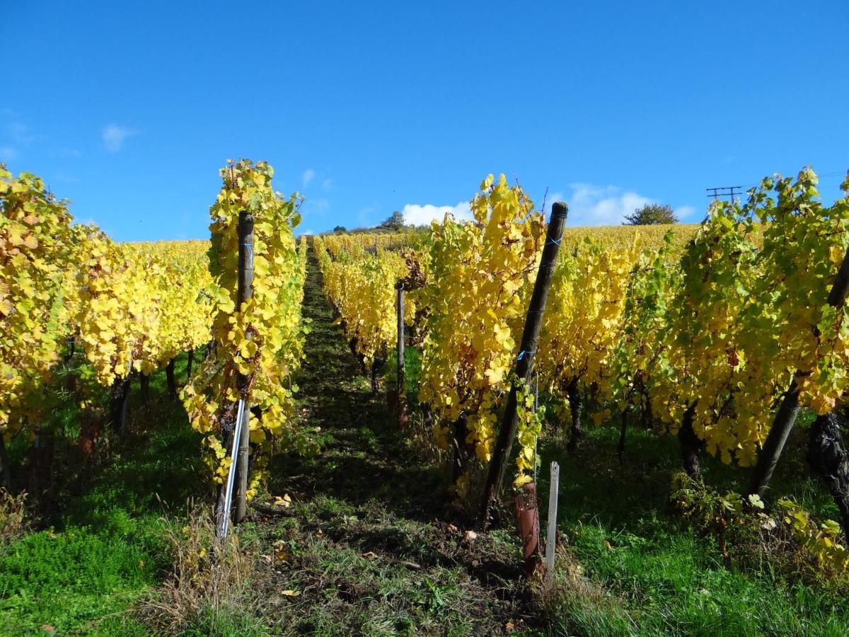 Appartamento Au Coeur Des Vignes Bergheim Esterno foto