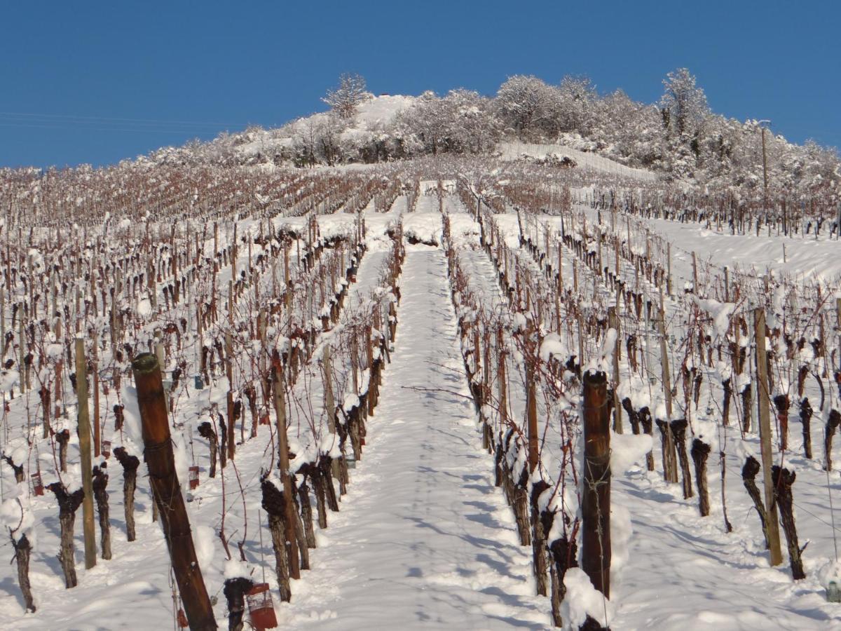 Appartamento Au Coeur Des Vignes Bergheim Esterno foto