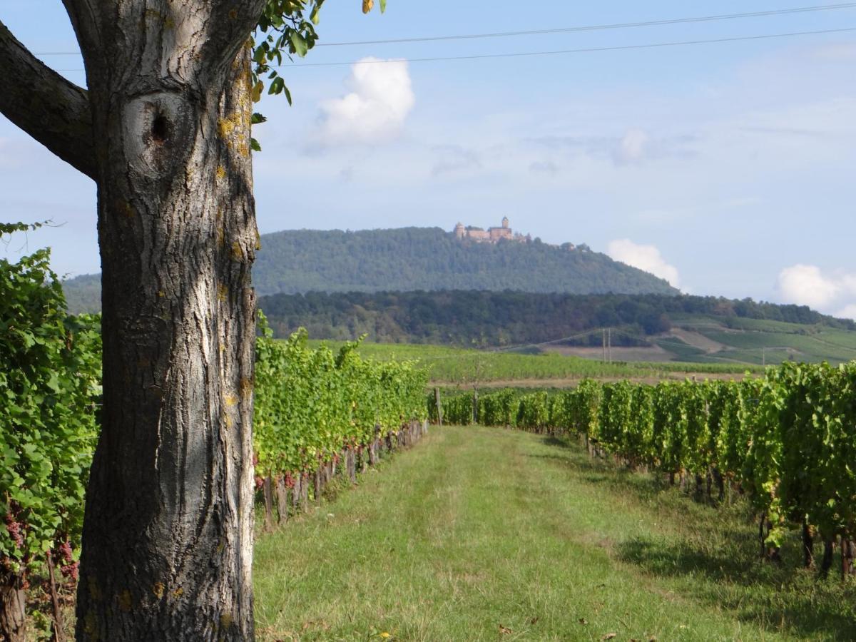 Appartamento Au Coeur Des Vignes Bergheim Esterno foto