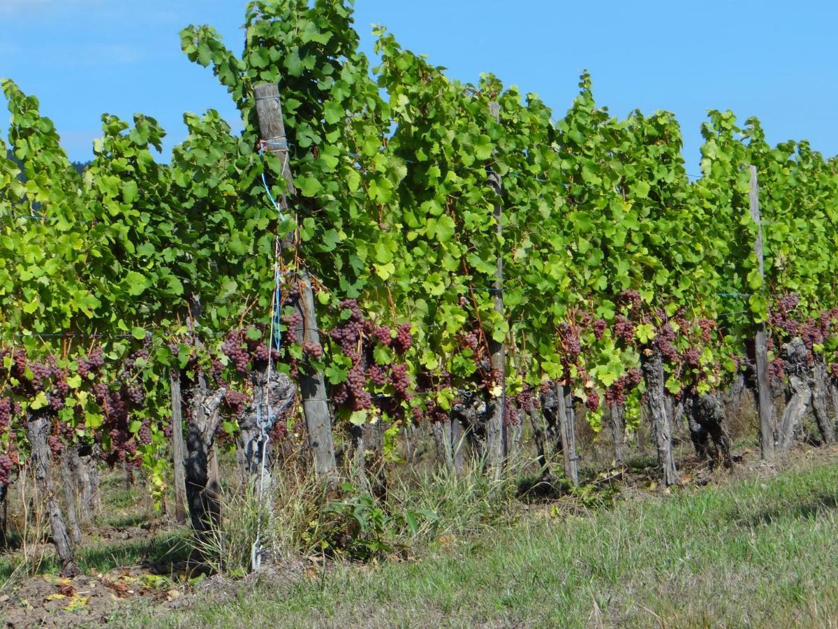 Appartamento Au Coeur Des Vignes Bergheim Esterno foto