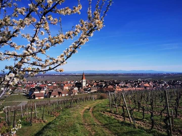 Appartamento Au Coeur Des Vignes Bergheim Esterno foto