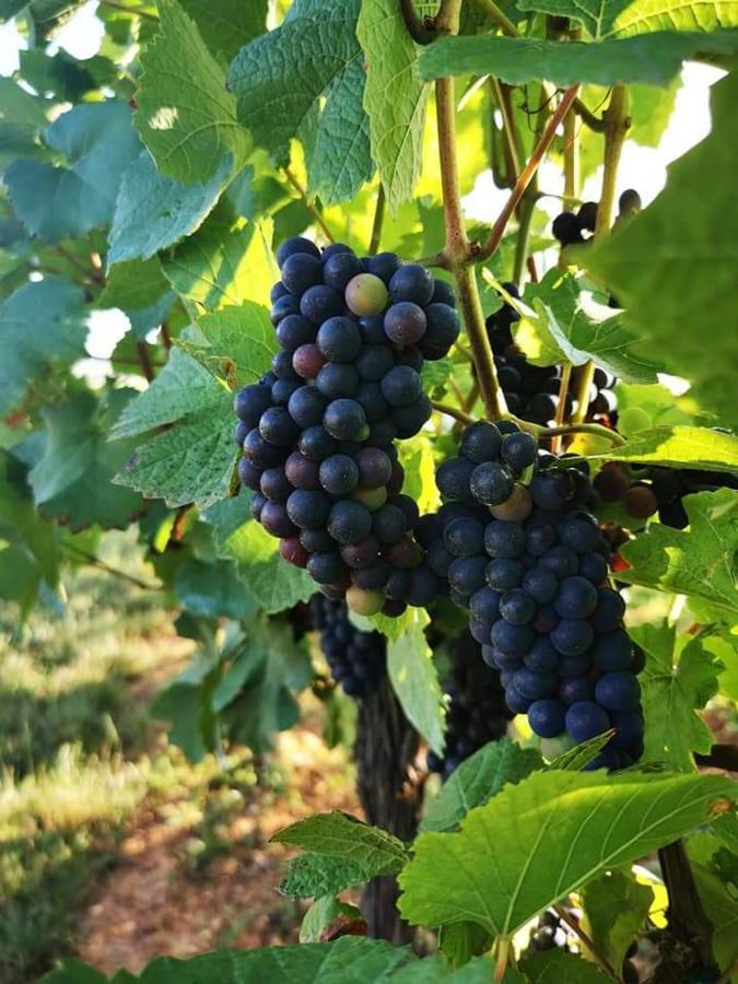 Appartamento Au Coeur Des Vignes Bergheim Esterno foto